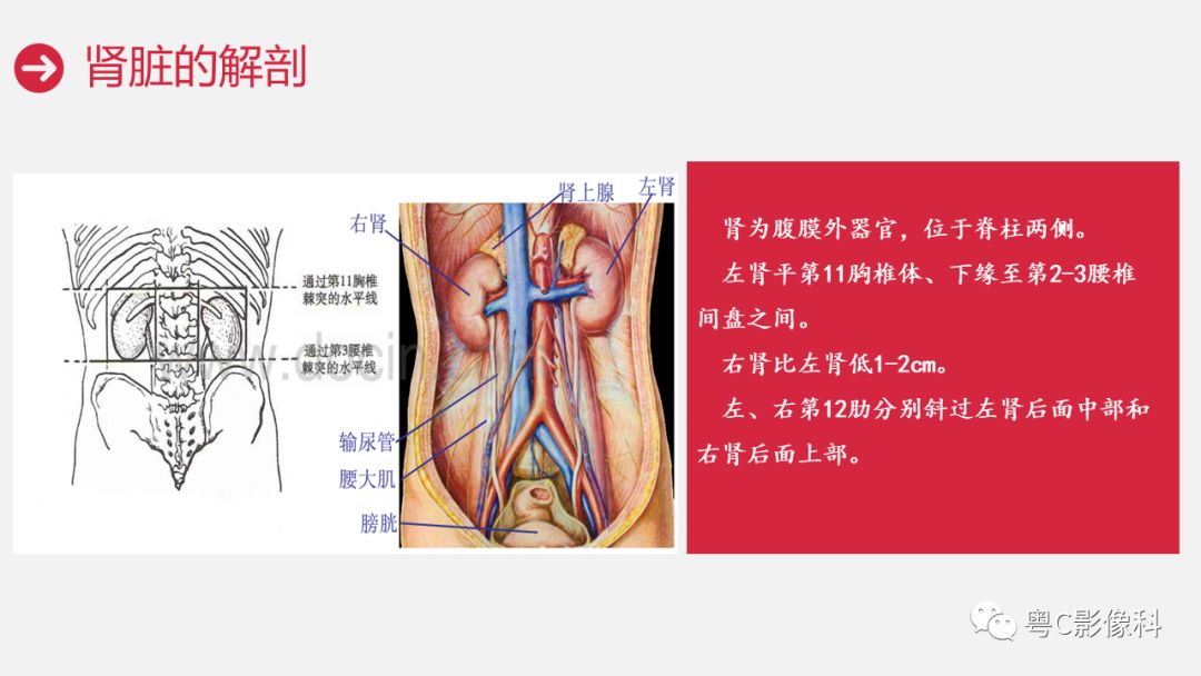 影像PPT - 【PPT】泌尿系CTU扫描技术-8