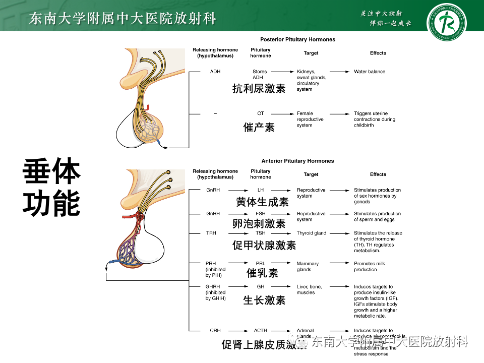 影像PPT - 【PPT】常见鞍内占位影像诊断-10