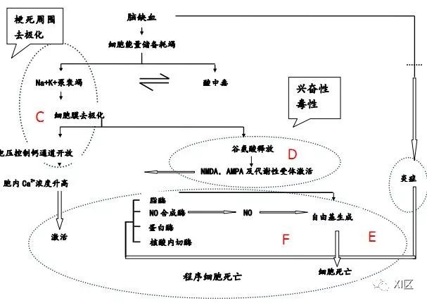 影像PPT - CT神经灌注的参数解读-4