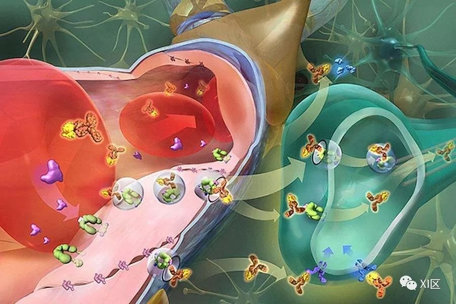 影像PPT - CT神经灌注的参数解读-5