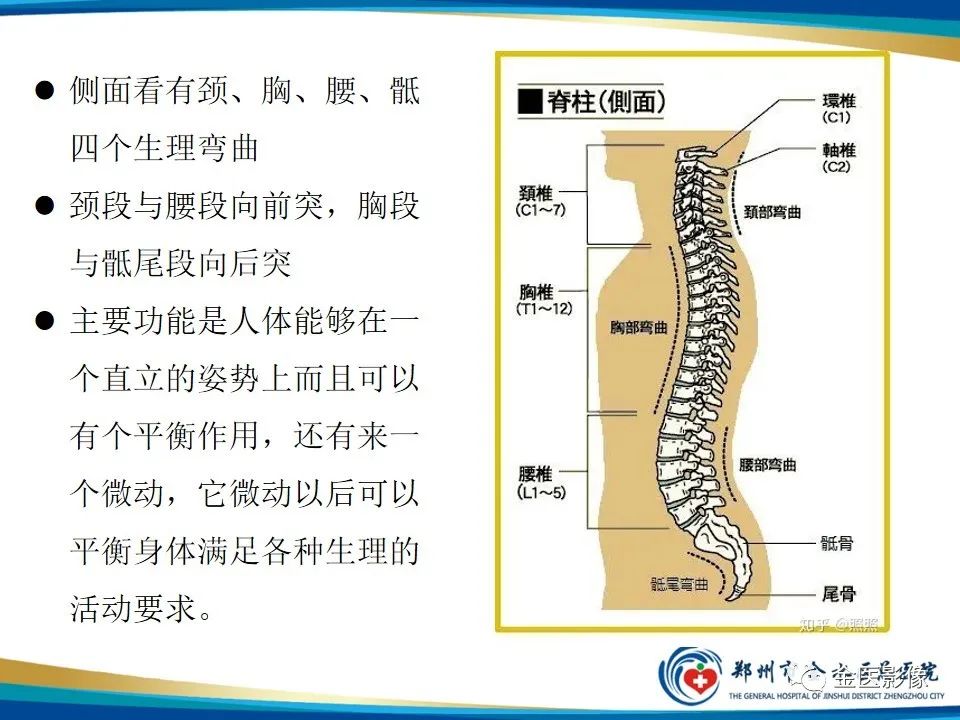 影像PPT - 【PPT】全脊柱拍片技术与临床意义-3