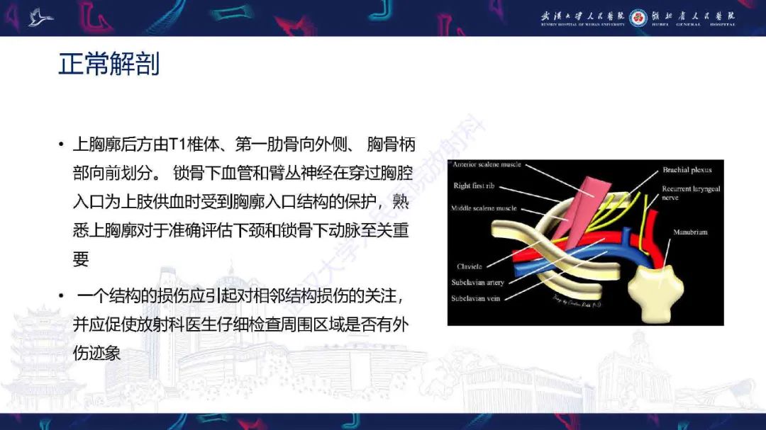 影像PPT - 【PPT】锁骨下动脉正常解剖及病变影像诊断-6