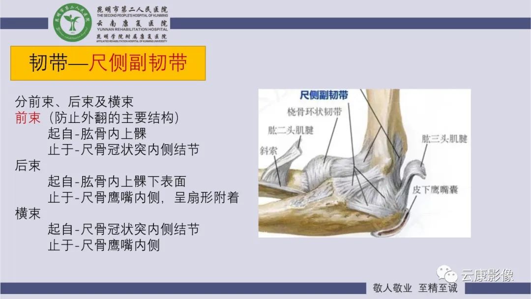 影像PPT - 【PPT】肘关节影像学解剖-21