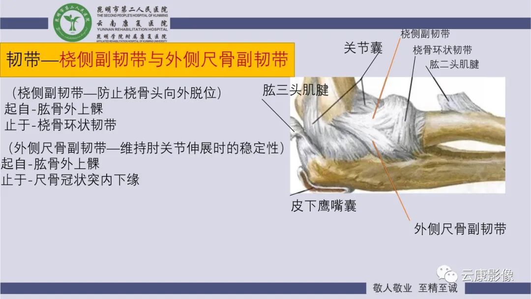 影像PPT - 【PPT】肘关节影像学解剖-23