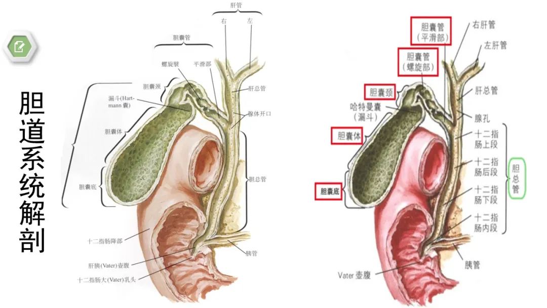 影像PPT - 【病例】壶腹周围癌1例CT影像-22 影像PPT - 【病例】壶腹周围癌1例CT影像-22