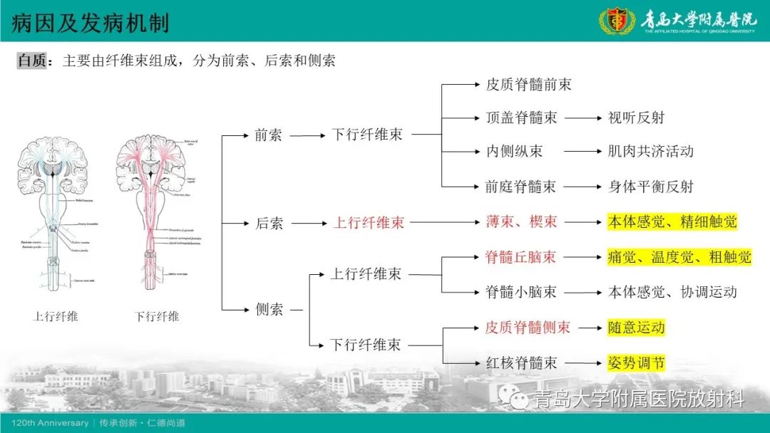 影像PPT - 【病例】脊髓亚急性联合变性1例MR影像-9