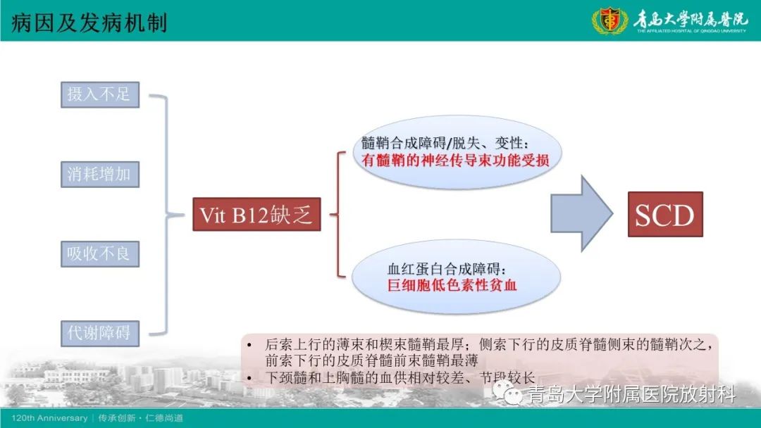 影像PPT - 【病例】脊髓亚急性联合变性1例MR影像-11