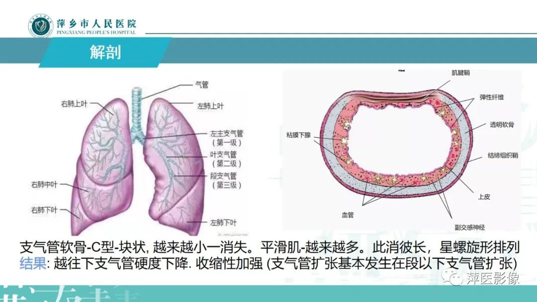 影像PPT - 【PPT】病毒性肺炎解剖、病理和影像诊断-4