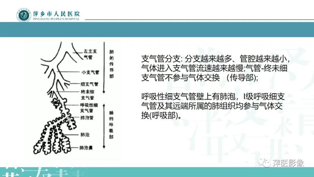 影像PPT - 【PPT】病毒性肺炎解剖、病理和影像诊断-5
