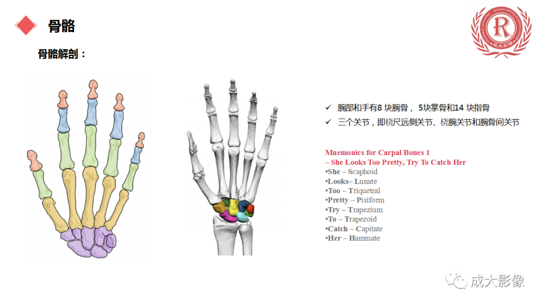 影像PPT - 【PPT】腕关节MRI解剖与临床-11