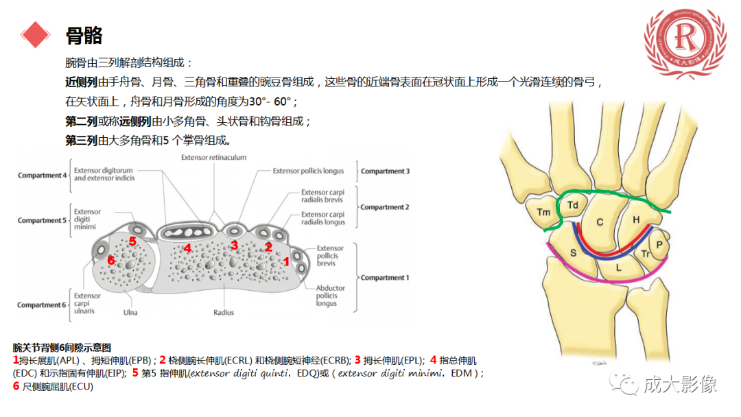 影像PPT - 【PPT】腕关节MRI解剖与临床-13