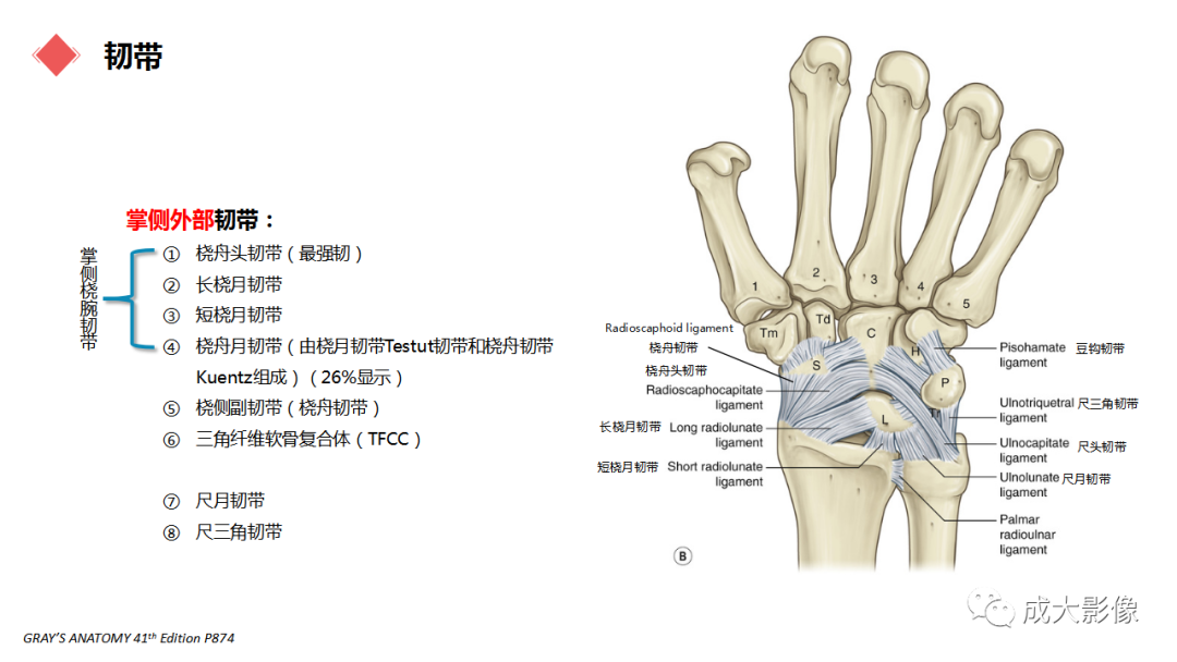影像PPT - 【PPT】腕关节MRI解剖与临床-19