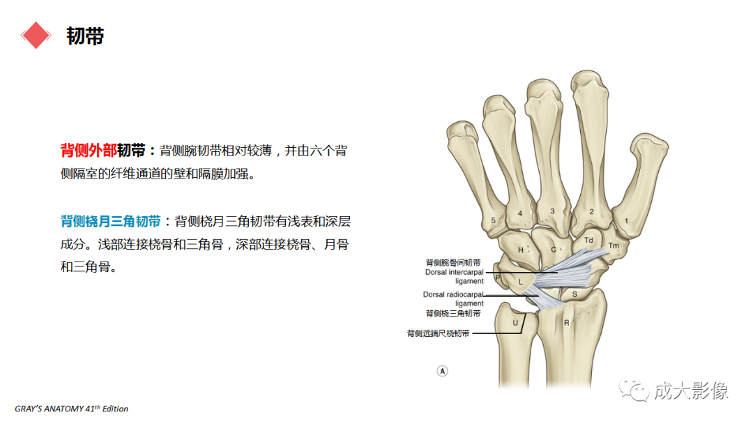 影像PPT - 【PPT】腕关节MRI解剖与临床-21