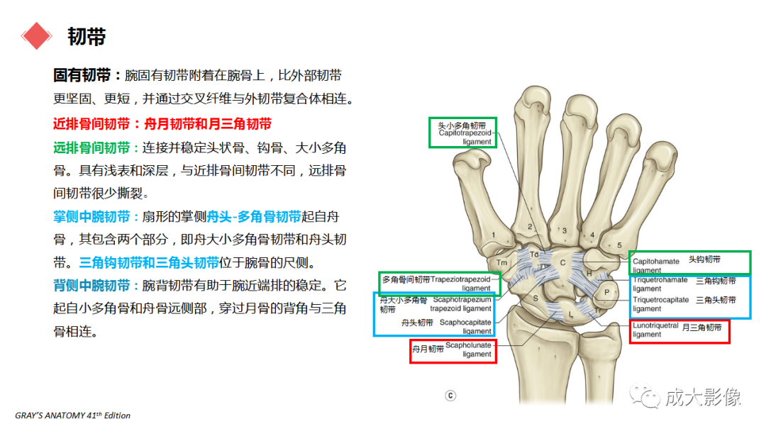 影像PPT - 【PPT】腕关节MRI解剖与临床-22