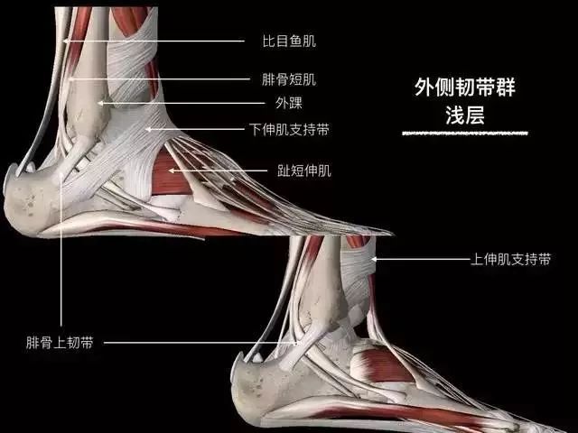 影像PPT - 踝关节韧带大体解剖及断层解剖高清图解-10 影像PPT - 踝关节韧带大体解剖及断层解剖高清图解-10