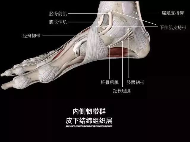影像PPT - 踝关节韧带大体解剖及断层解剖高清图解-15 影像PPT - 踝关节韧带大体解剖及断层解剖高清图解-15