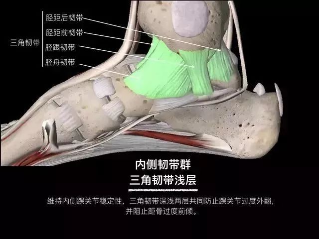 影像PPT - 踝关节韧带大体解剖及断层解剖高清图解-16 影像PPT - 踝关节韧带大体解剖及断层解剖高清图解-16
