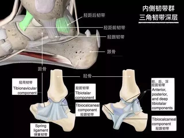 影像PPT - 踝关节韧带大体解剖及断层解剖高清图解-17 影像PPT - 踝关节韧带大体解剖及断层解剖高清图解-17