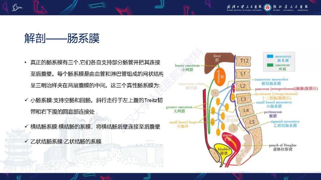 影像PPT - 【PPT】肠系膜实性肿块影像诊断-3