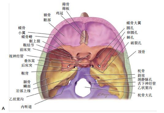 影像PPT - 颅底CT及鼻窦轴冠矢解剖图-1