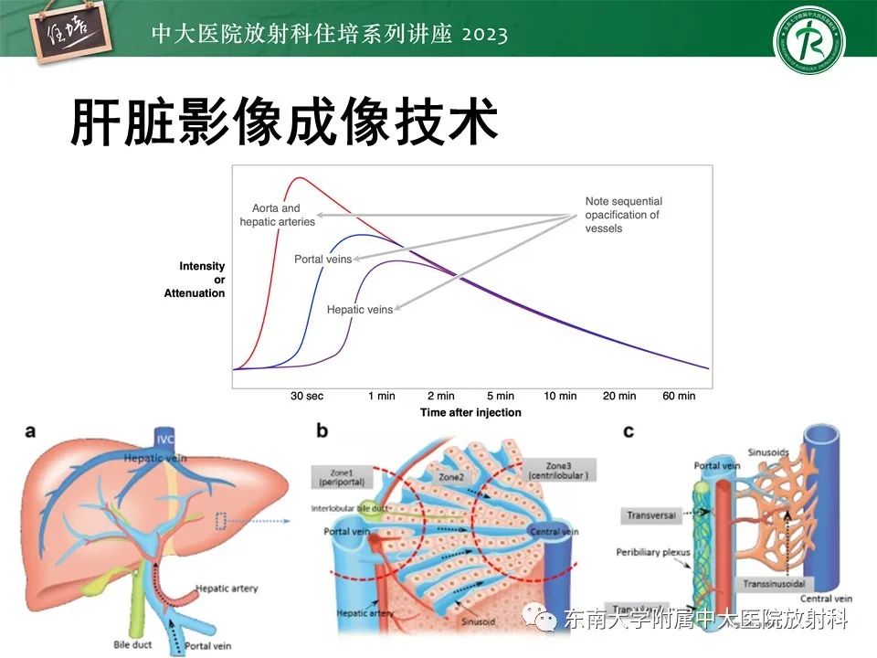 影像PPT - 【PPT】 肝脏影像通用术语和图谱解读-3