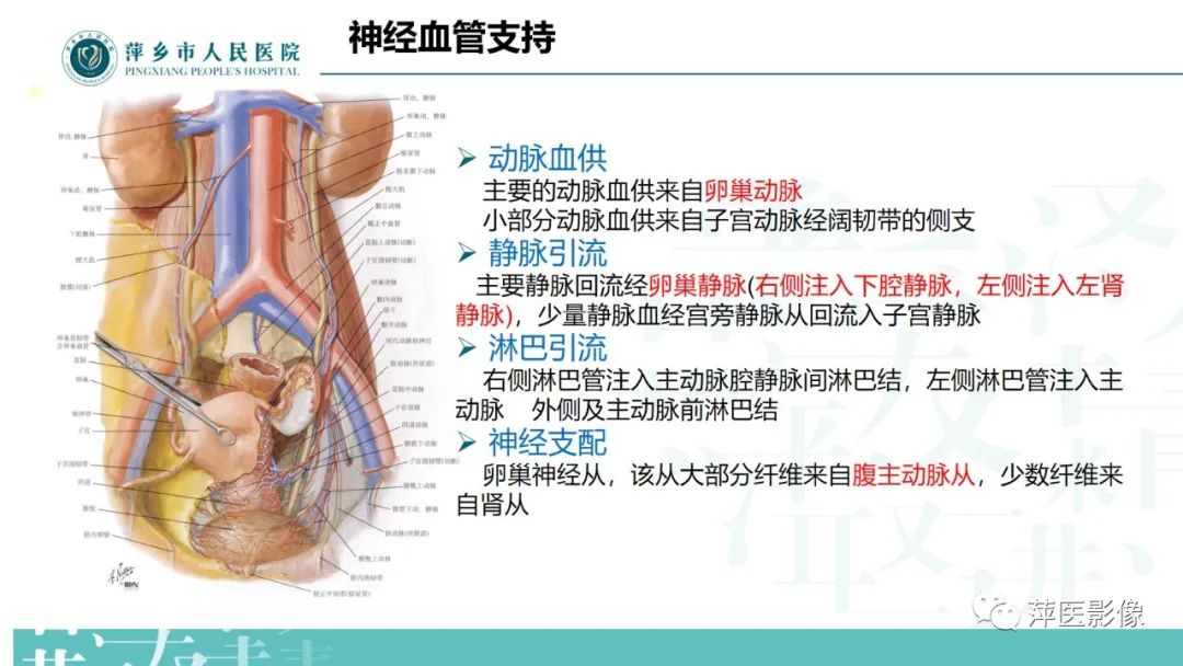 影像PPT - 【PPT】卵巢囊腺瘤诊断与鉴别诊断-6