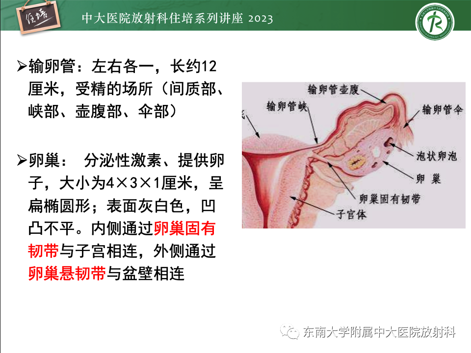 影像PPT - 【PPT】卵巢扭转诊断与鉴别诊断-2