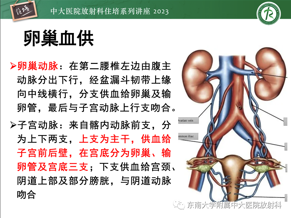影像PPT - 【PPT】卵巢扭转诊断与鉴别诊断-4
