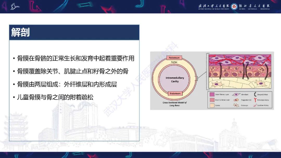 影像PPT - 【PPT】骨膜病变影像诊断-3