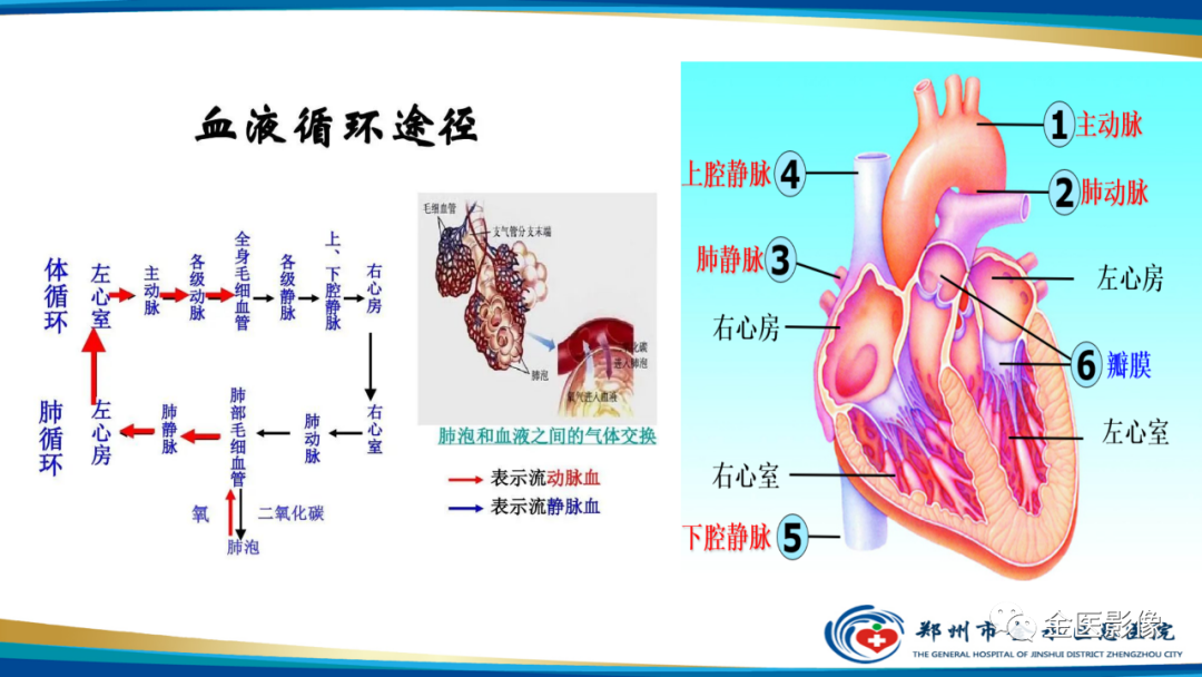 影像PPT - 【PPT】肺动脉栓塞及肺动脉CTA检查技术-3