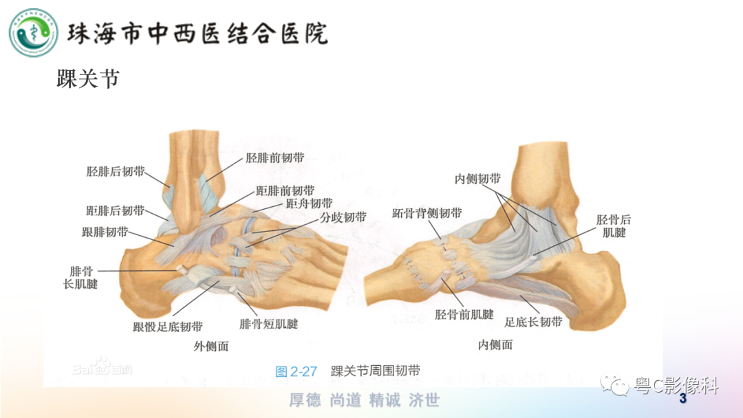 影像PPT - 【PPT】踝关节MRI扫描技术-3 影像PPT - 【PPT】踝关节MRI扫描技术-3