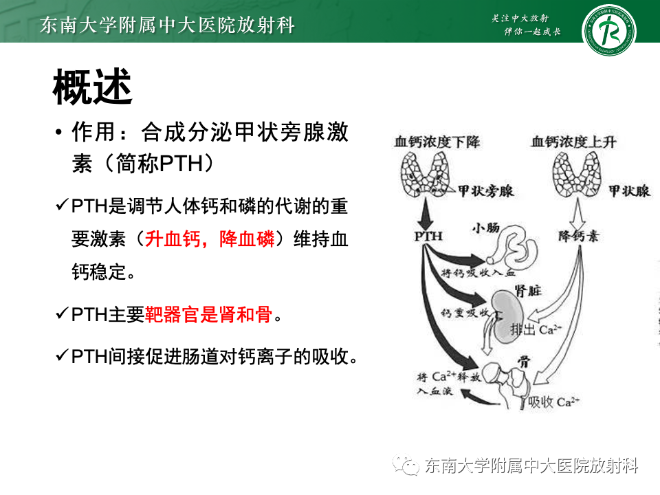影像PPT - 【PPT】甲状旁腺病变-7