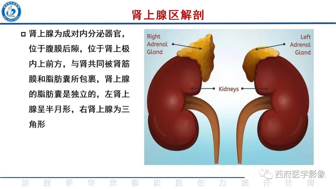 影像PPT - 【PPT】肾上腺大结节样增生影像诊断-9