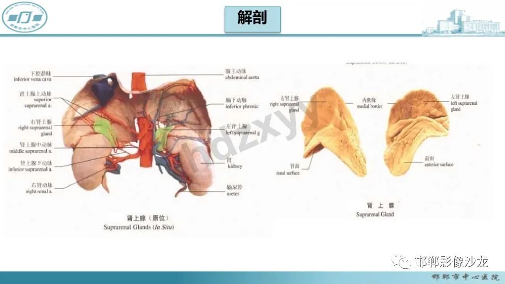 影像PPT - 【PPT】肾上腺结核-21