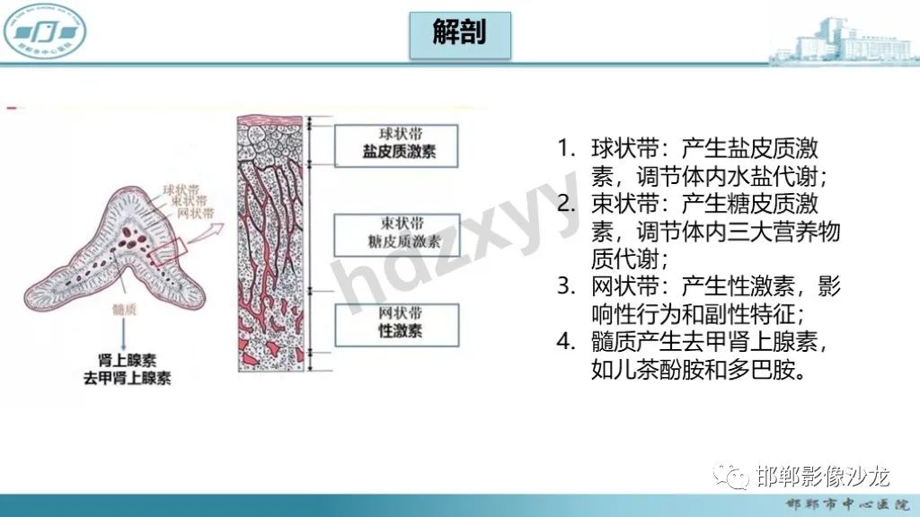影像PPT - 【PPT】肾上腺结核-22