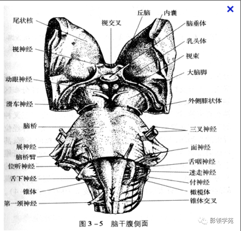 影像PPT - 三叉神经解剖及常见疾病MR表现-1