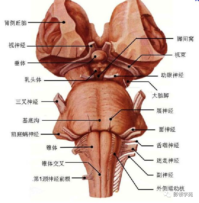 影像PPT - 三叉神经解剖及常见疾病MR表现-2