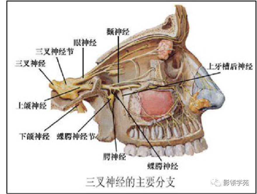 影像PPT - 三叉神经解剖及常见疾病MR表现-20