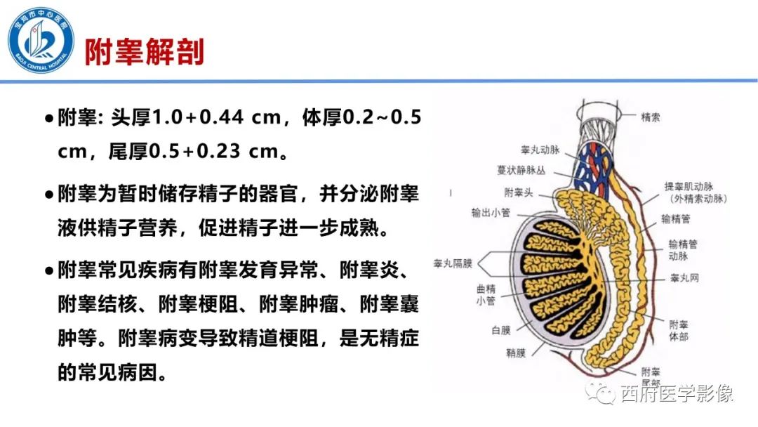 影像PPT - 【PPT】睾丸肿瘤及肿瘤样病变影像诊断与鉴别-5