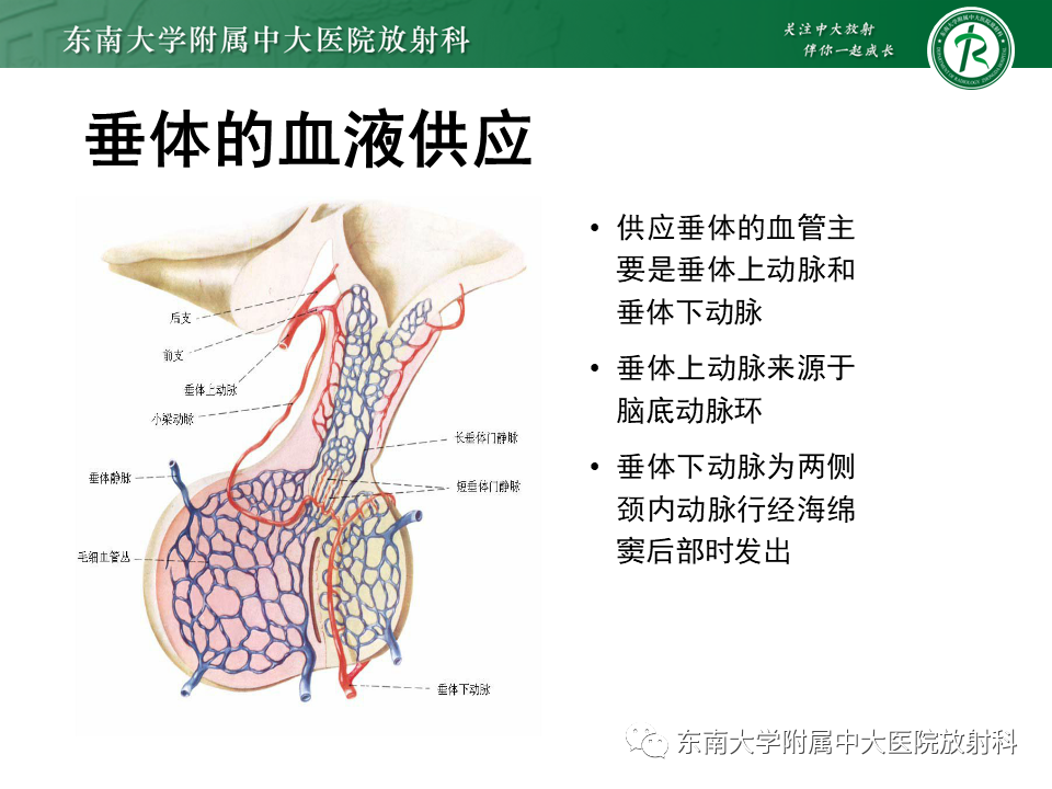 影像PPT - 【PPT】垂体细胞瘤-11
