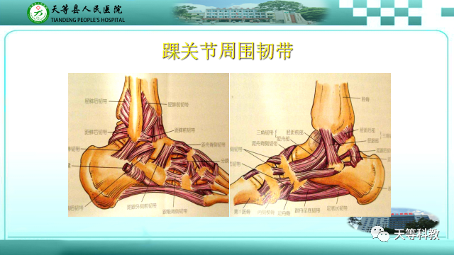 影像PPT - 【PPT】踝关节撞击综合征影像学-5