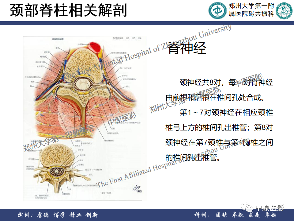 影像PPT - 【PPT】磁共振在颈椎病中的应用-8