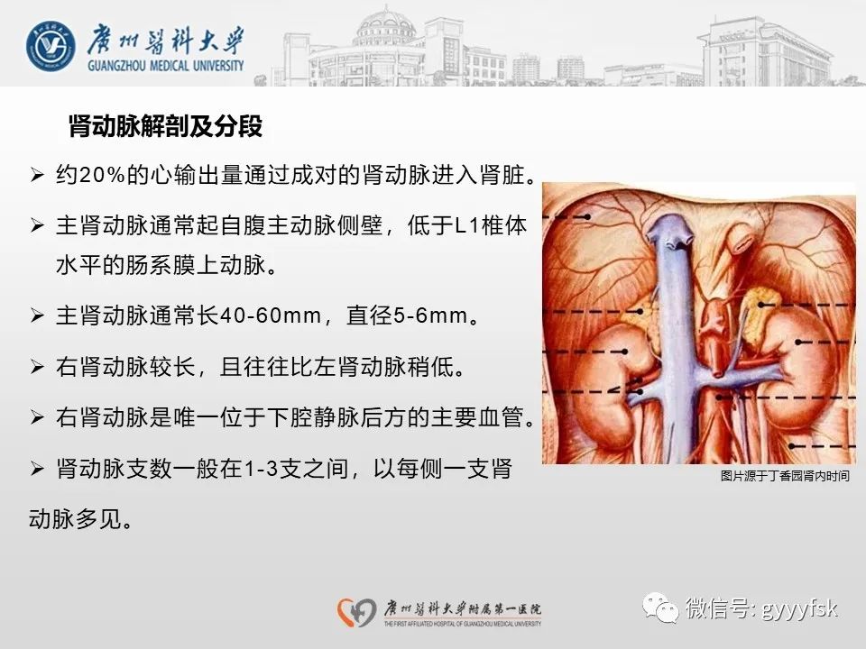 影像PPT - 【PPT】肾假性动脉瘤-11