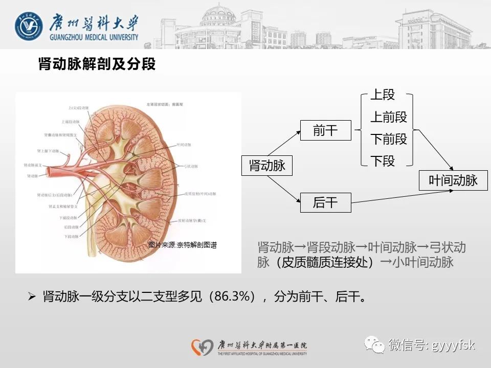 影像PPT - 【PPT】肾假性动脉瘤-12