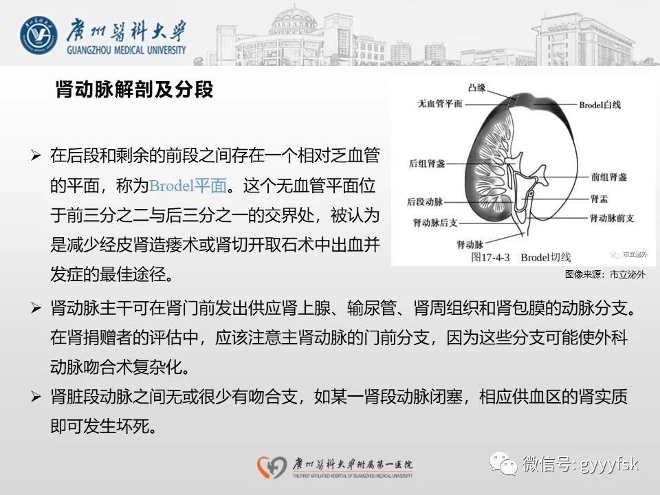 影像PPT - 【PPT】肾假性动脉瘤-13