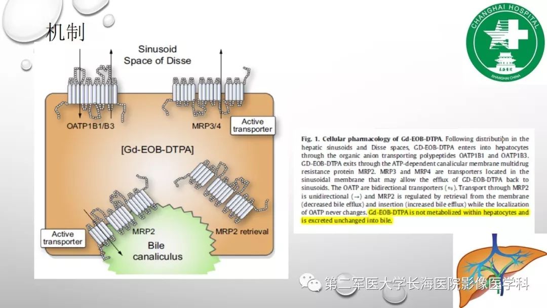 影像PPT - 【PPT】肝胆特异性MRI对比剂—钆塞酸二钠Gd-EOB-DTPA-4