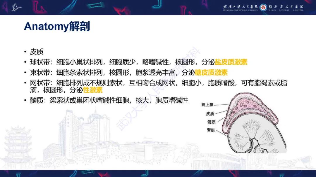 影像PPT - 【PPT】肾上腺肿瘤影像诊断-6