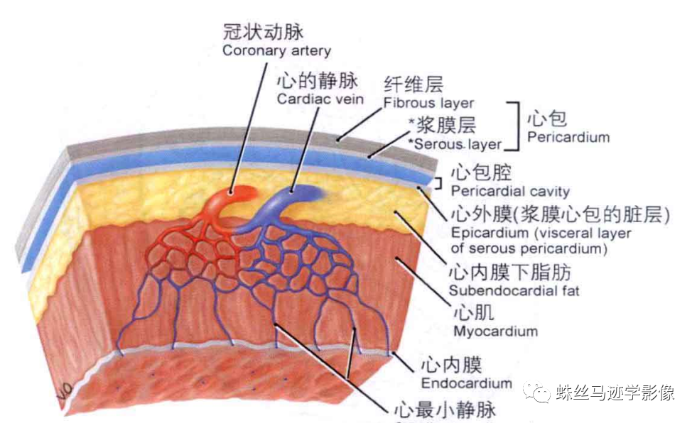 影像PPT - 冠状动脉详细解剖及变异-3