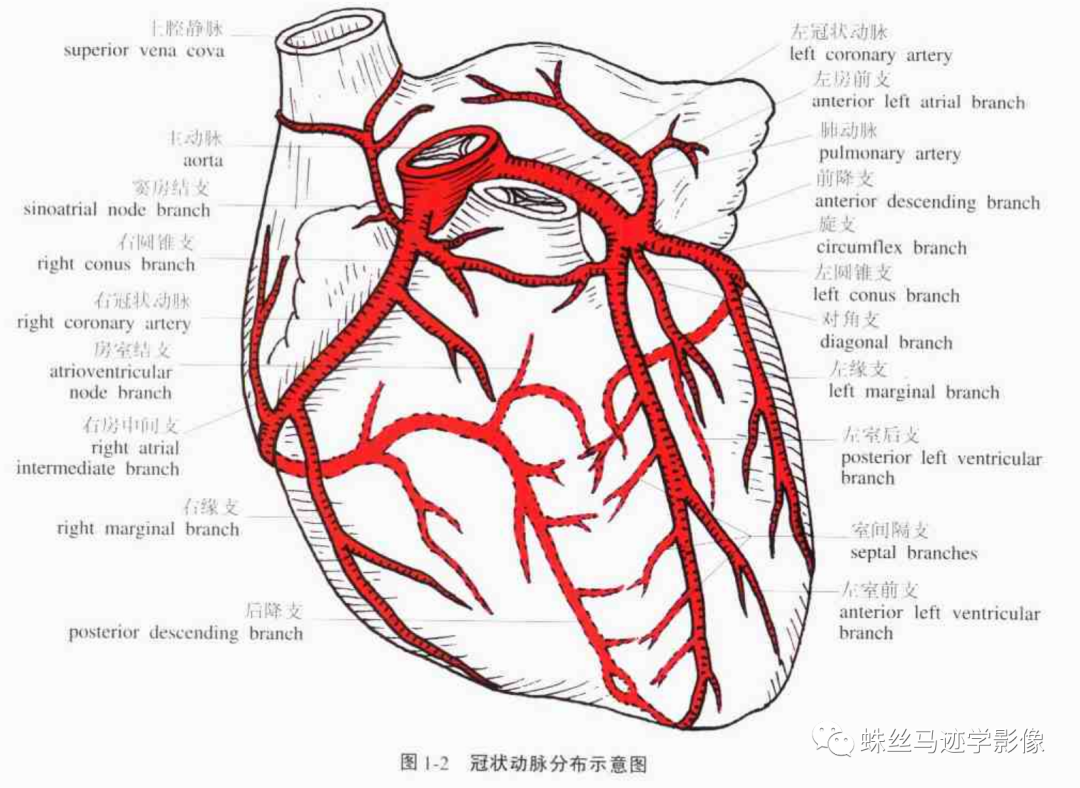 影像PPT - 冠状动脉详细解剖及变异-1