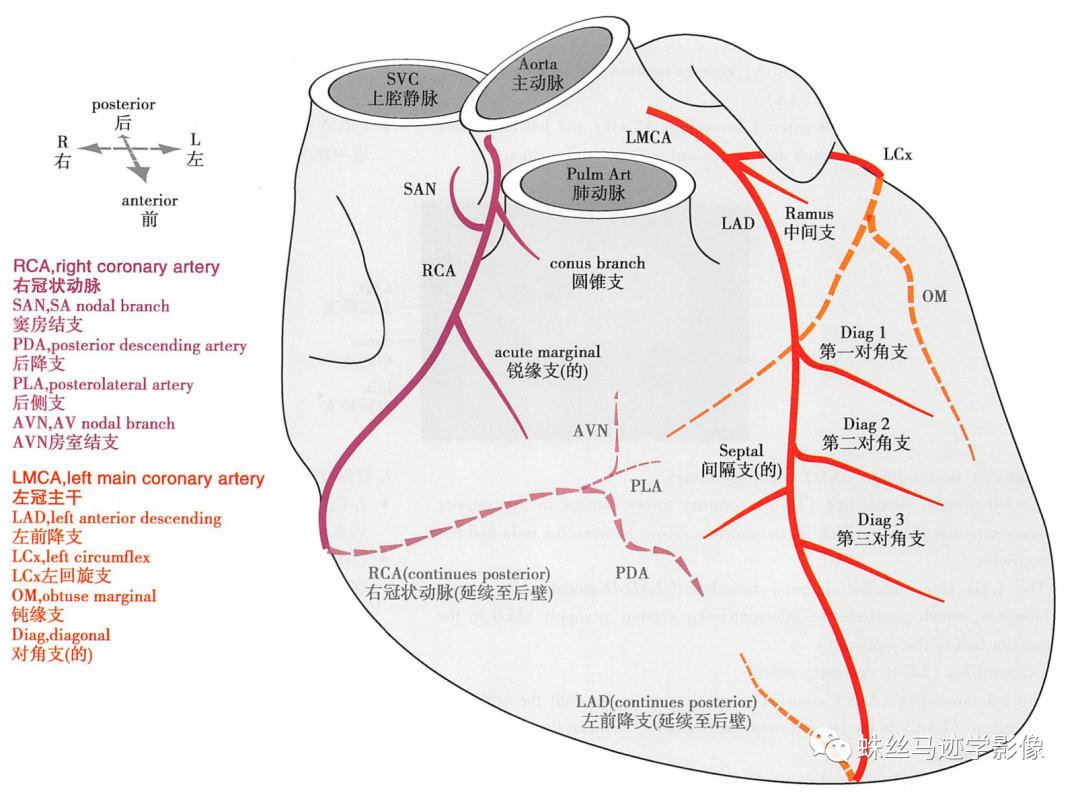 影像PPT - 冠状动脉详细解剖及变异-2